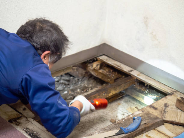 Best Post-Flood Mold Remediation in Greenville, DE