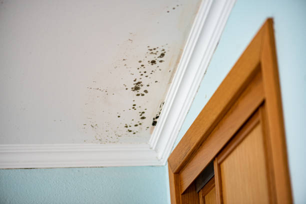 Professional Mold Remediation in Greenville, DE