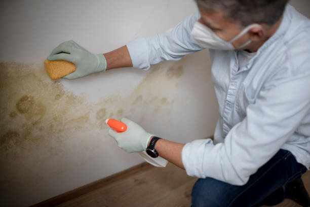 Best Black Mold Remediation in Greenville, DE